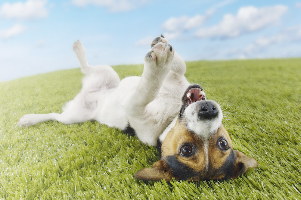 Are You Practicing Pet-friendly Cleaning?